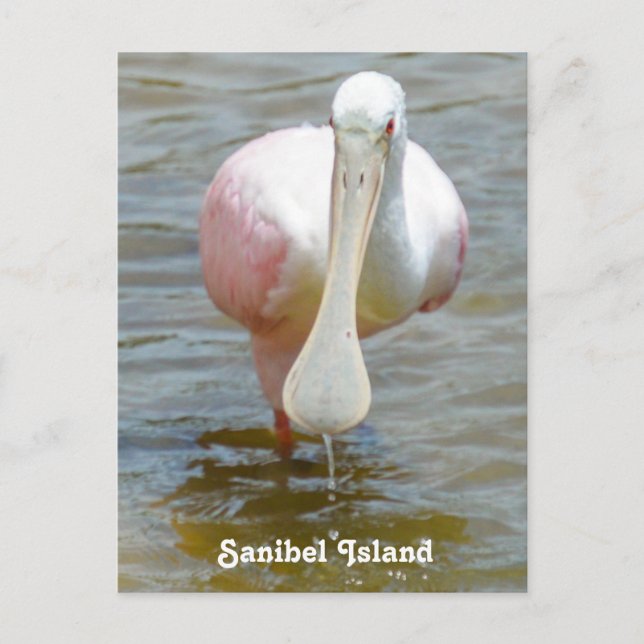 Sanibel Roseate Spoonbill-vykort Vykort (Framsida)