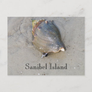 Sanibel Snäcka Vykort