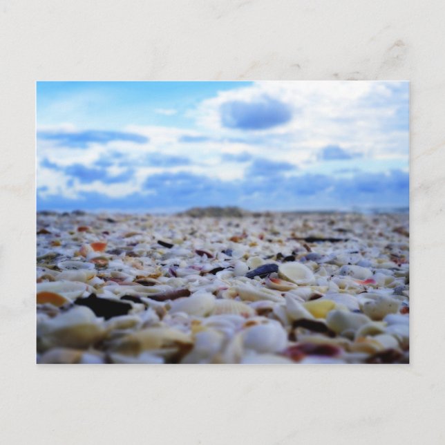 Sanibel-snäckor Vykort (Framsida)
