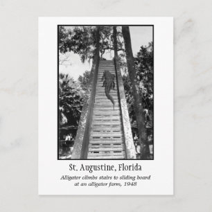 Sankt Augustine retro alligator Vykort