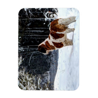 Sankt Bernhard snö fotografisk julhälsning Magnet