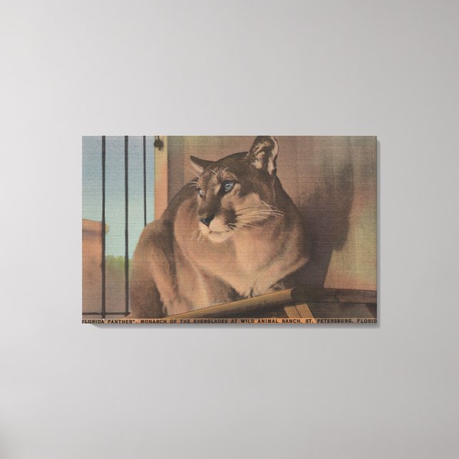 Sankt Petersburg, Florida - Bild i Florida (Framsida)