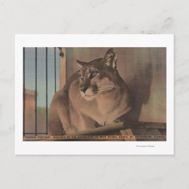 Sankt Petersburg, Florida - Bild i Florida Vykort (Framsida)