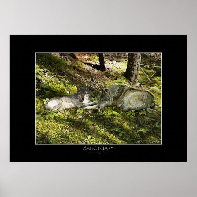 SANKULÄR konst Poster (Framsidan)