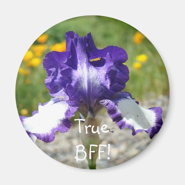 Sann BFF! magnet present Violet Iris Blomma magnet (Framsidan)