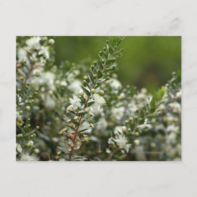 sann myrtle i blomman vykort (Framsida)