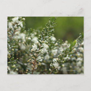 sann myrtle i blomman vykort