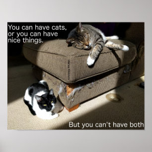 Sanning Om Katter Meme Affisch