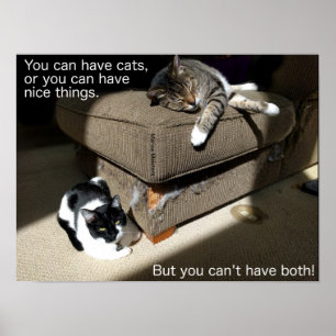 Sanning om Poster katter