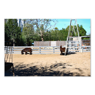 Santa Ana Zoo Fototryck
