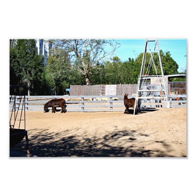Santa Ana Zoo Fototryck (Framsidan)