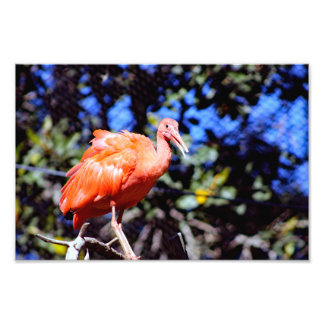Santa Ana Zoo Fototryck