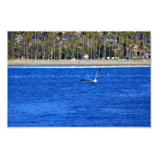 Santa Barbara, CA Fototryck