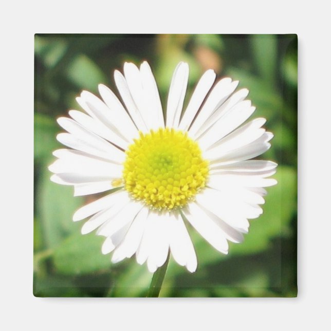 Santa Barbara Daisy Magnet (Framsidan)