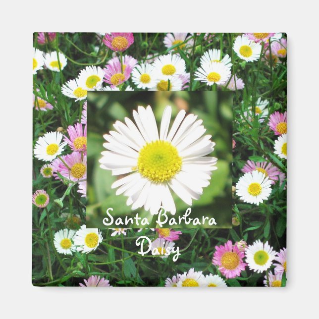 Santa Barbara Daisy Magnet (Framsidan)
