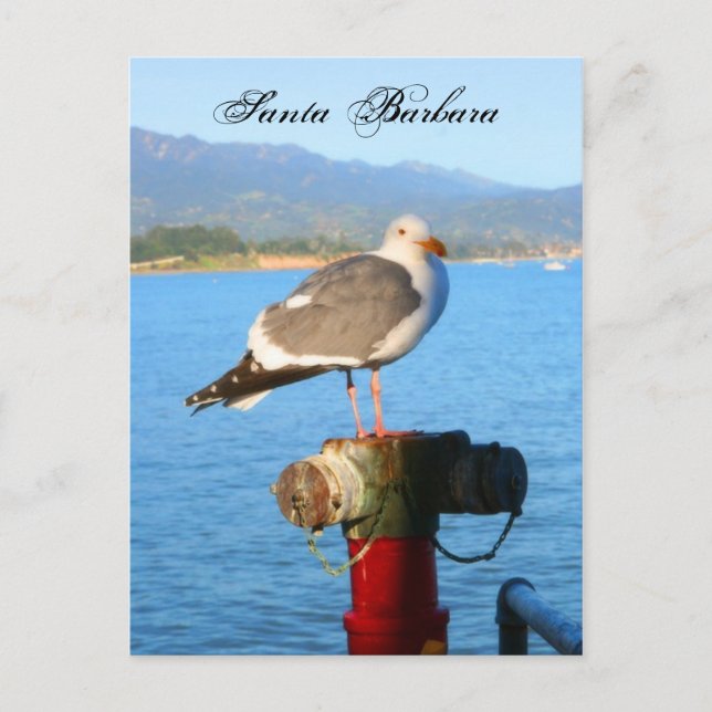 Santa Barbara Fiskmås Vykort (Framsida)