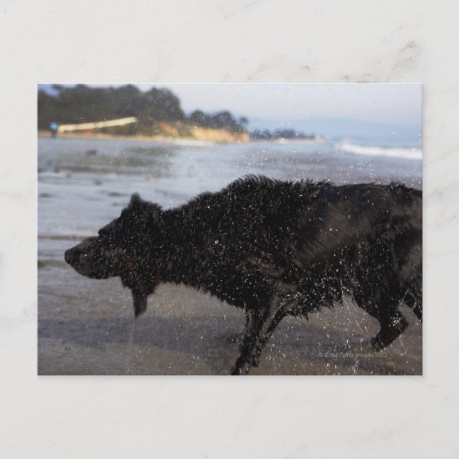 Santa Barbara, Kalifornien, USA Vykort (Framsida)