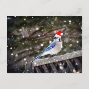 Santa Blue Jay Helg Vykort