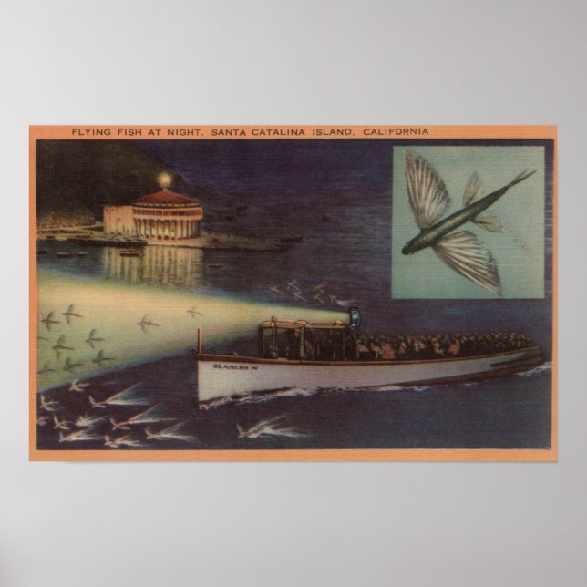 Santa Catalina Island, CA Casino, Flygande fisk Poster (Framsidan)
