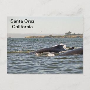Santa Cruz, CA Humpbacks vid fyr.vyse vykort