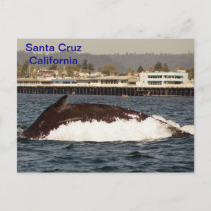 Santa Cruz, California Humpback Whale Postcard Vykort