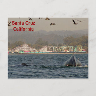 Santa Cruz, California Humpback Whale Postcard Vykort