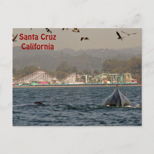Santa Cruz, California Humpback Whale Postcard Vykort (Framsida)