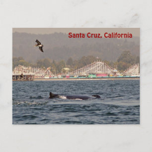 Santa Cruz, California Humpback Whale Postcard Vykort