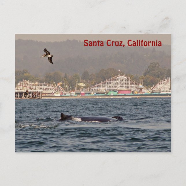 Santa Cruz, California Humpback Whale Postcard Vykort (Framsida)
