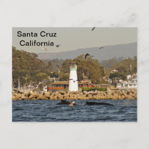 Santa Cruz, California Humpback Whales Postcard Vykort