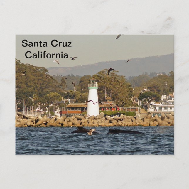 Santa Cruz, California Humpback Whales Postcard Vykort (Framsida)