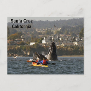 Santa Cruz, California Humpback Whales Postcard Vykort