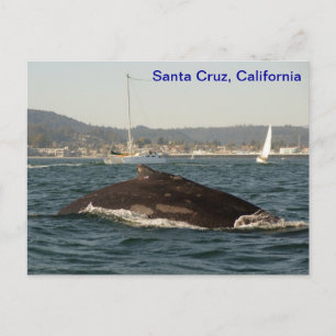Santa Cruz Humpback Whale-vykort Vykort