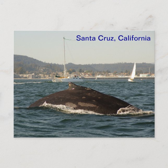 Santa Cruz Humpback Whale-vykort Vykort (Framsida)