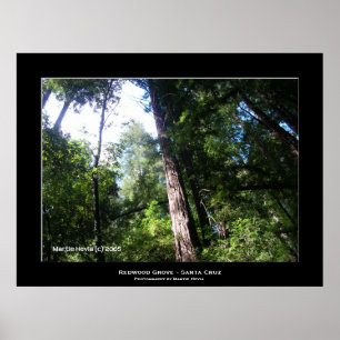 ’Santa Cruz Redwood’ Poster