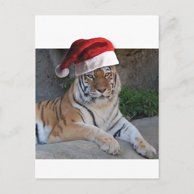 Santa Hat Bengal Tiger Helg Vykort (Framsida)