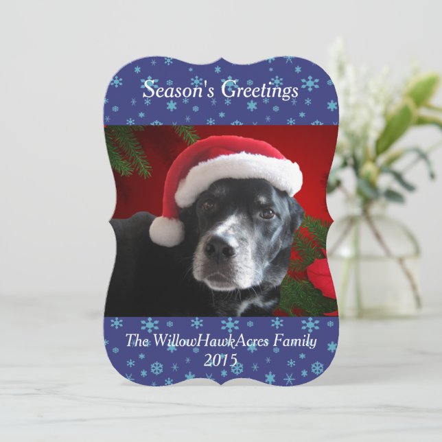 Santa Hund-Lab/Rott Mix med Pointsettia Background Julkort (Stående Fram)