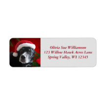 Santa Hund-Lab/Rott Mix med Pointsettia