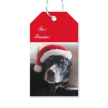 Santa Hund-Labrador/Rottweiler Blandning