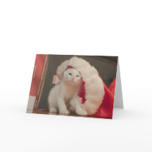 Santa kattunge