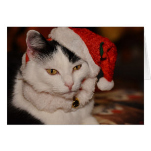 Santa Kattunge   Svartvit katt Hälsningskort