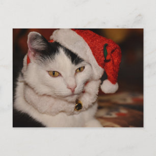 Santa Kattunge Svartvit katt Helg Vykort