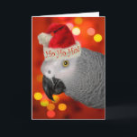Santa Santa African Grått Parrot Helgkort<br><div class="desc">Roligt julkort för papegoja älskare med en fin röd bakgrund med flera färgader och en adaterande afrikansk Grått-papegoja i en julhatt.</div>
