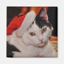 Santa Tass Cat