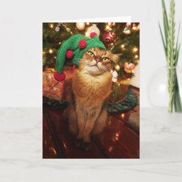 Santas julkort för katt för älvakattunge somalisk helgkort