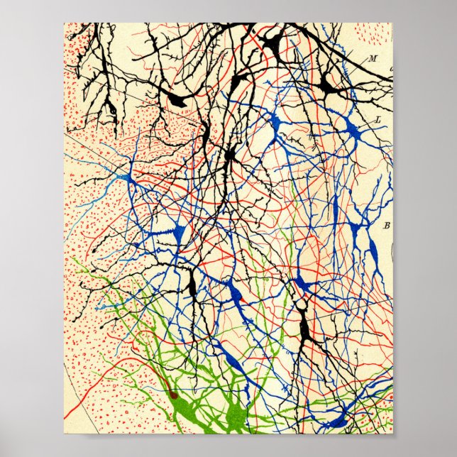 Santiago Ramón Y Cajal Nerve Cells Poster (Framsidan)