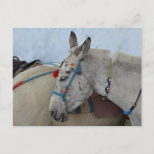 Santorini Donkey Postcard Vykort
