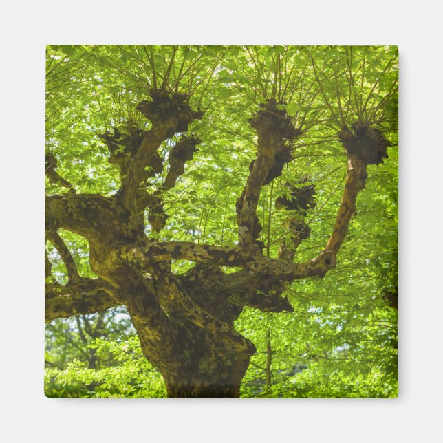 Sao Miguel Island Magnet (Framsidan)