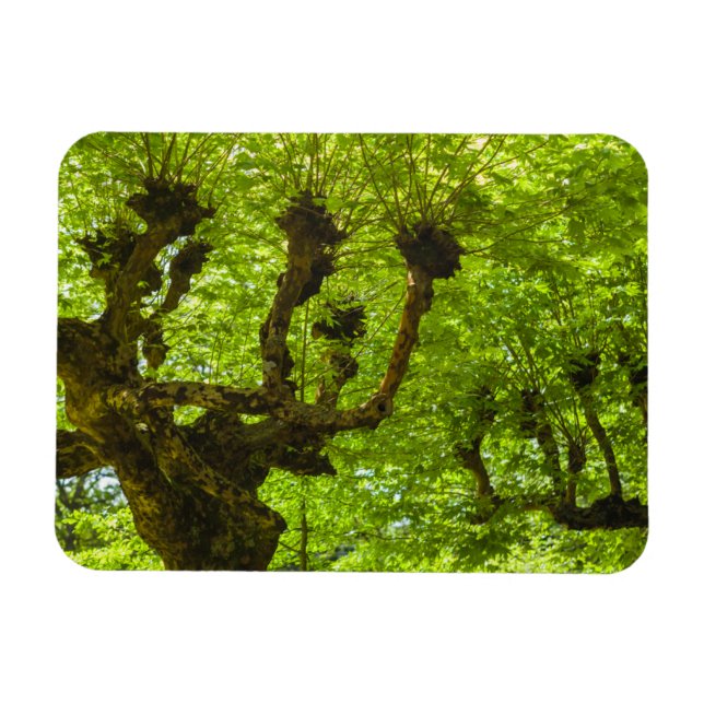 Sao Miguel Island Magnet (Horisontell)