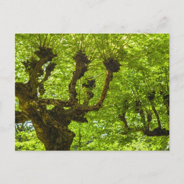 Sao Miguel Island Vykort (Framsida)